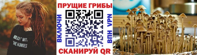 Галлюциногенные грибы Psilocybe  Коряжма 